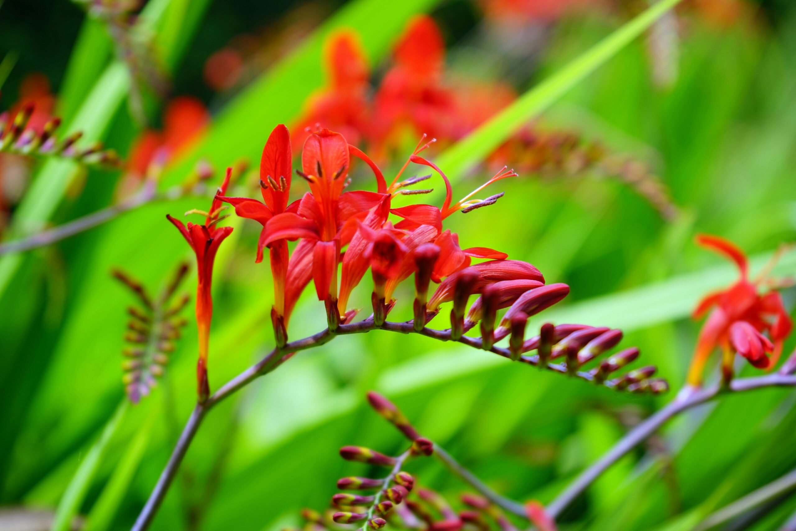 Crocosmia 'Lucifer'