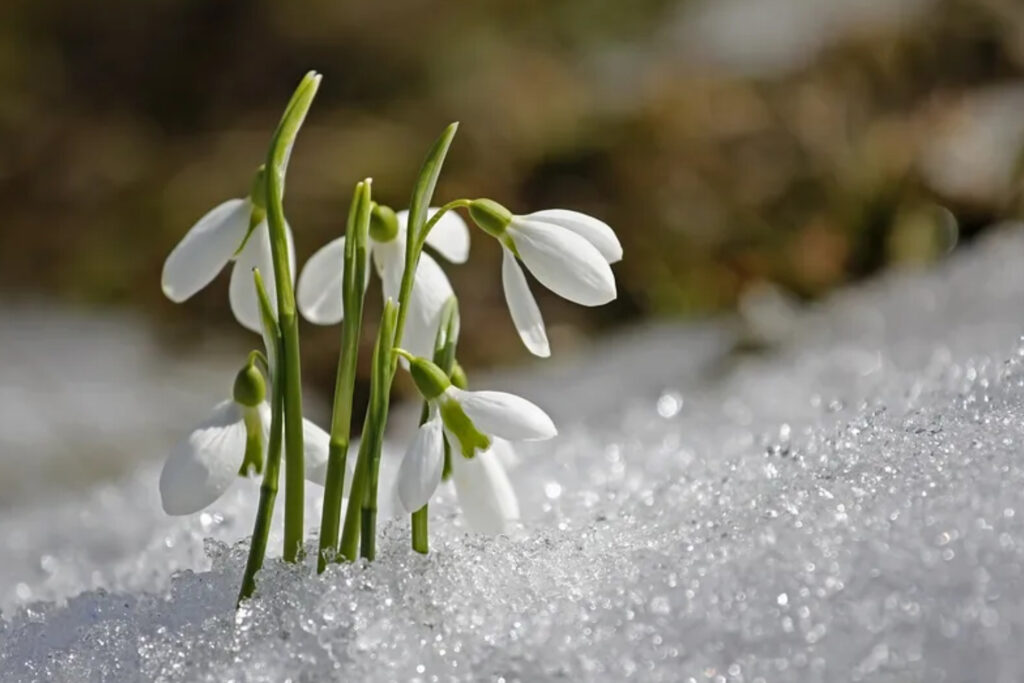 Snowdrops are a welcome sign in winter