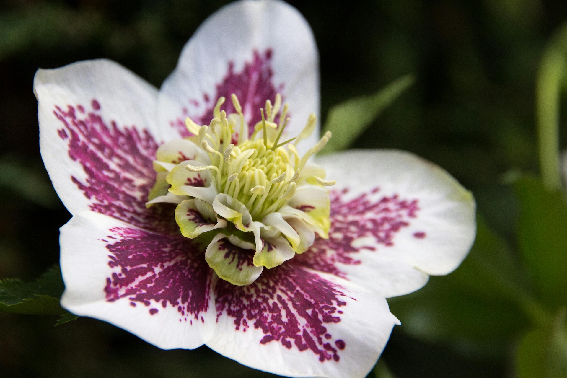 Hellebores are wonderful winter flowers