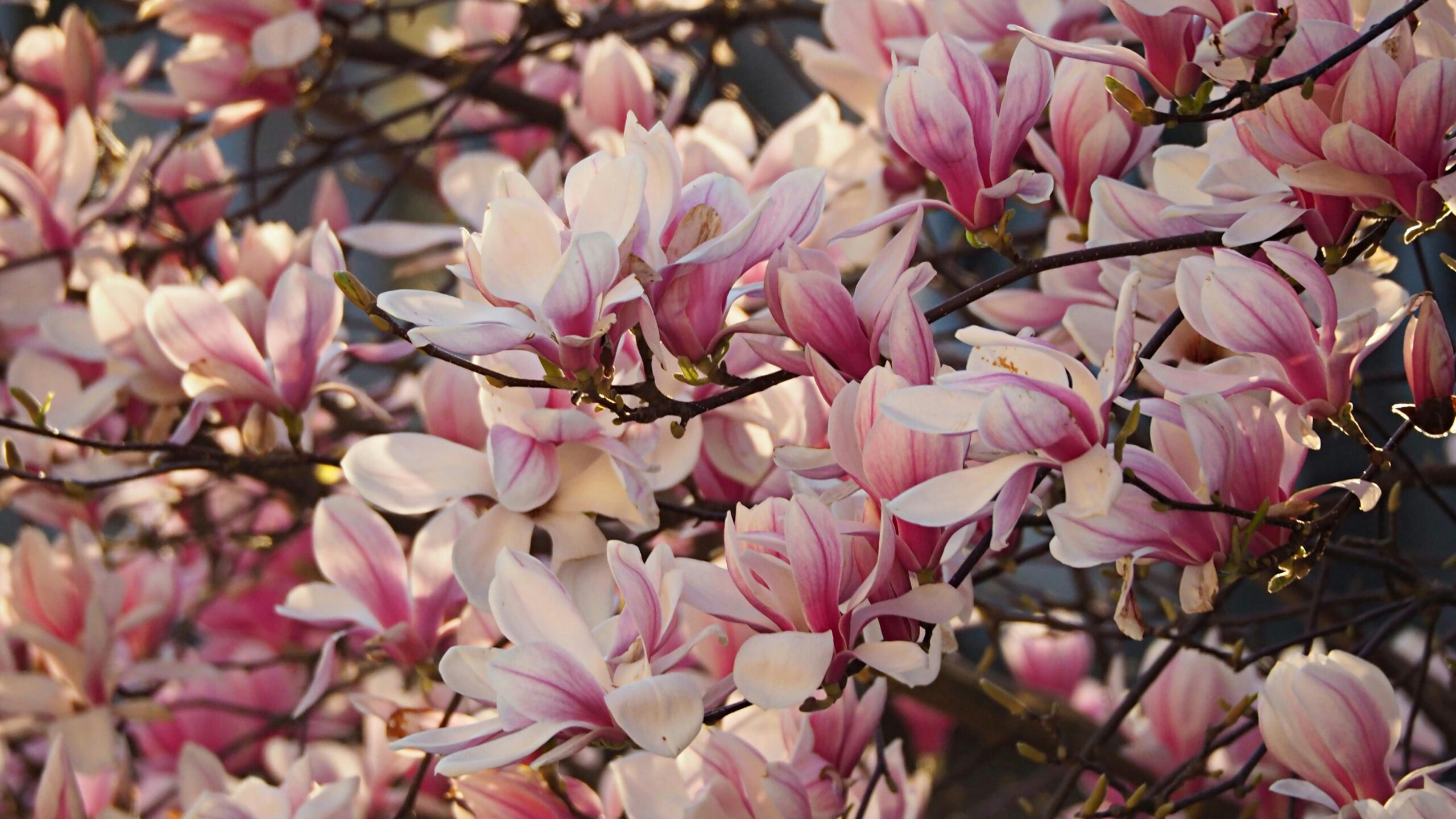 The magnificent magnolia