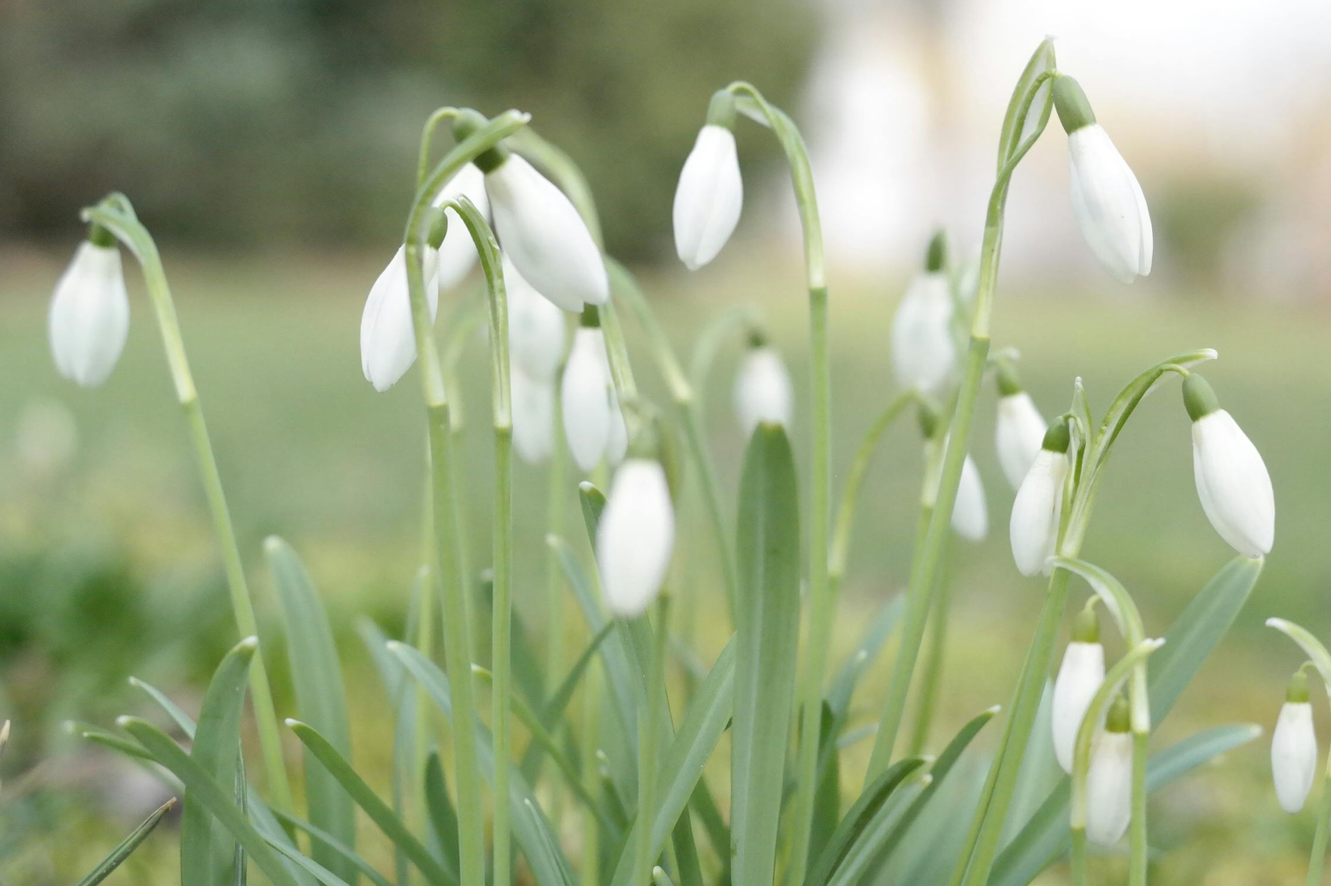 A group of snowdrops